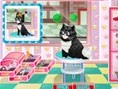 Kedi Bakım Salonu