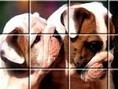 Köpek Yapboz