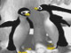 Penguenli Dart