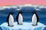 Turbo Penguen